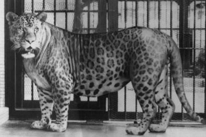 Леопон - гібридна хижака тканинна сім'я Леопон - гібридна хижака тканинна сім'я